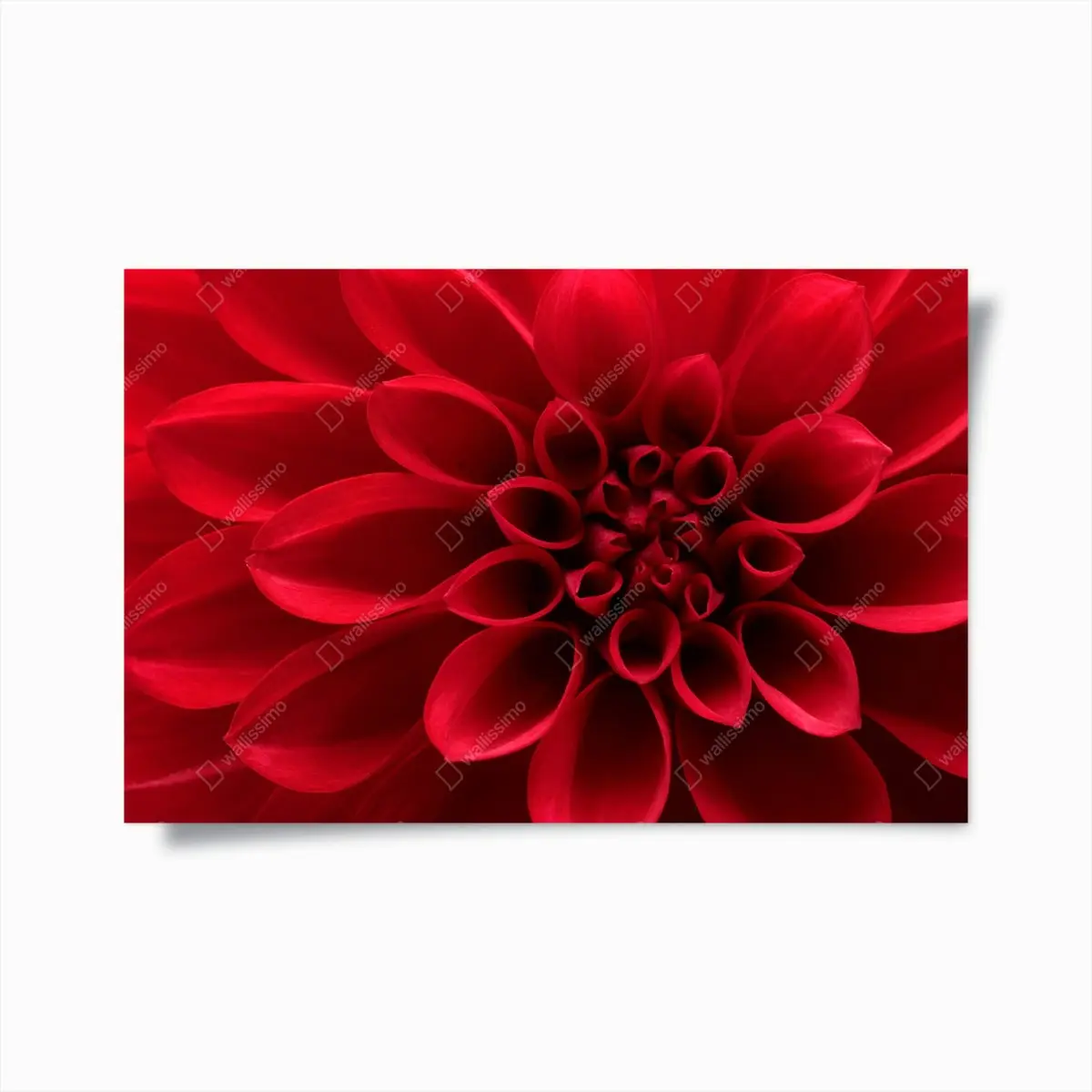 Poster nahaufnahme einer roten dahlie – Pixers®