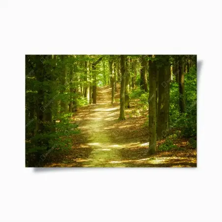 Poster sonniger waldpfad – Pixers®