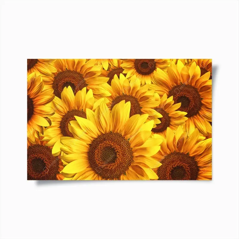 Poster goldene sonnenblumen