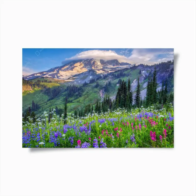 Poster alpine blumenwiese vor schneebedeckten bergen