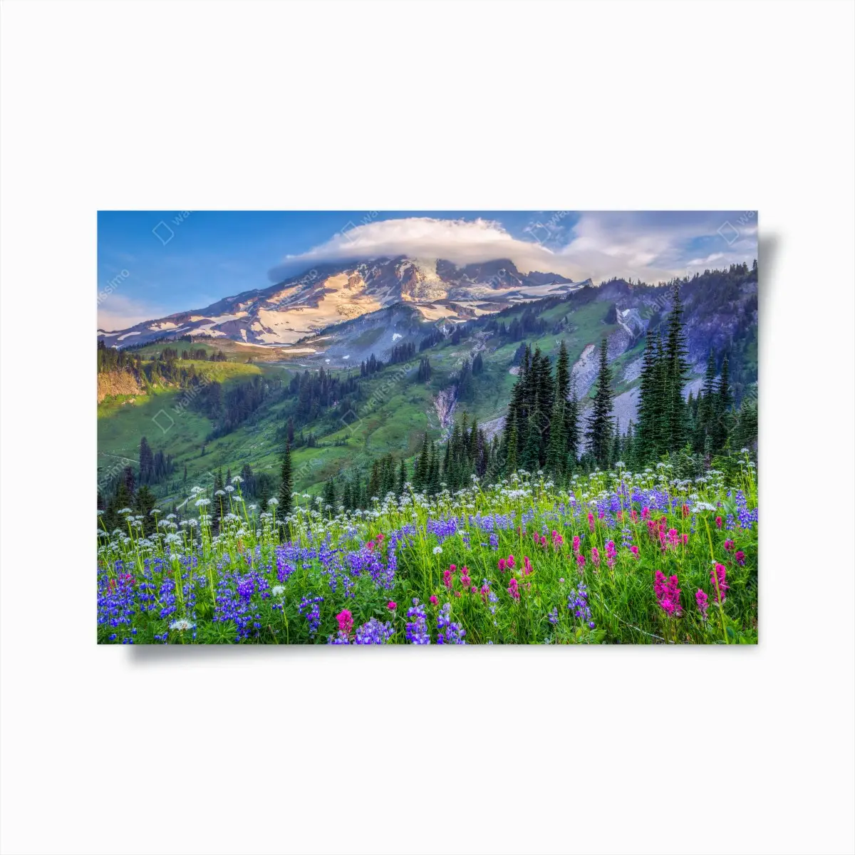 Poster alpine blumenwiese vor schneebedeckten bergen – Pixers®