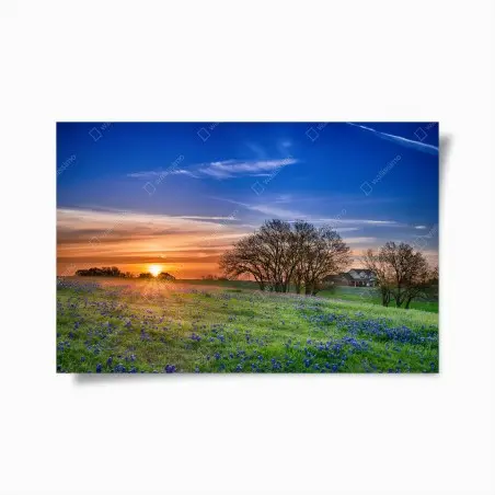 Poster Texas wiese mit bluebonnets im sonnenaufgang – Pixers®