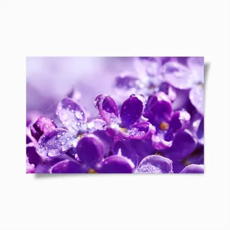 Poster lila fliederblüte mit tau – Pixers®