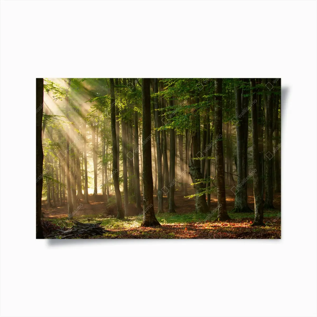 Poster morgendliches licht im buchenwald – Pixers®