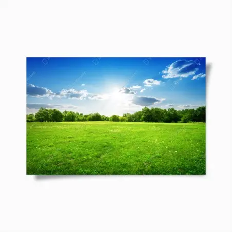 Poster sonnige grüne wiese – Pixers®