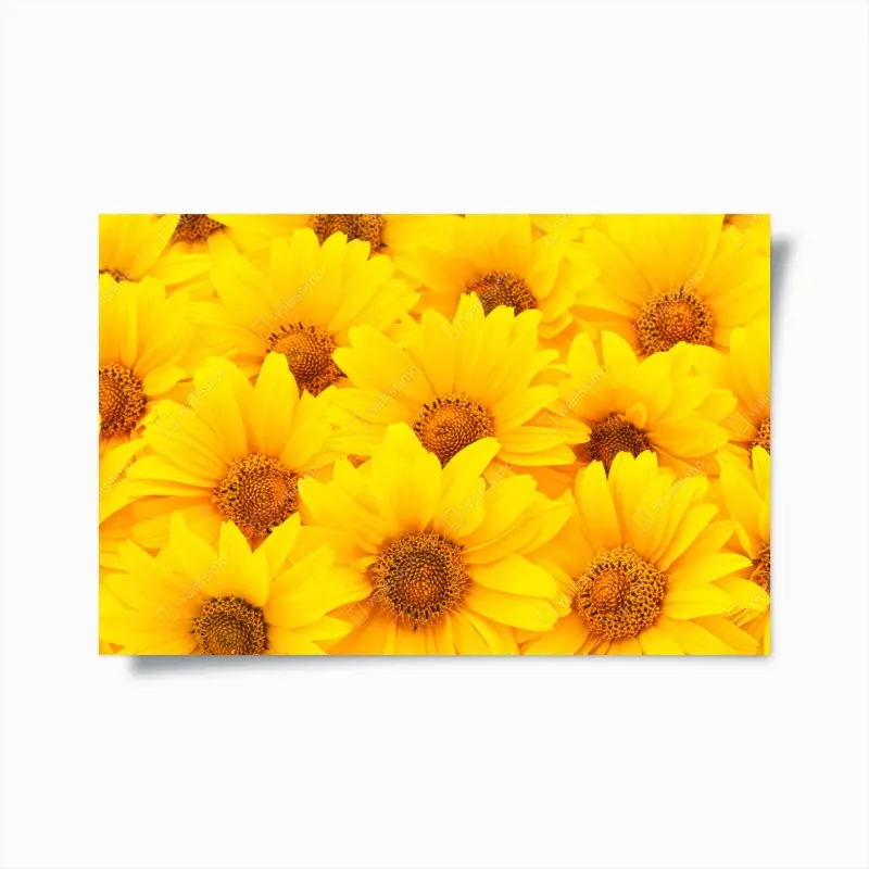 Poster leuchtende gelbe sonnenblumen in nahaufnahme