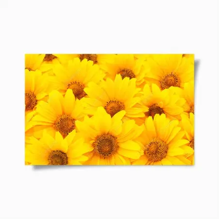 Poster leuchtende gelbe sonnenblumen in nahaufnahme – Pixers®