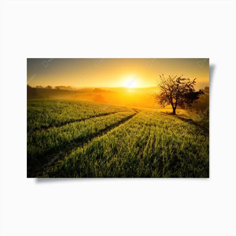 Poster sonnenbeschienene wiese im frühlicht