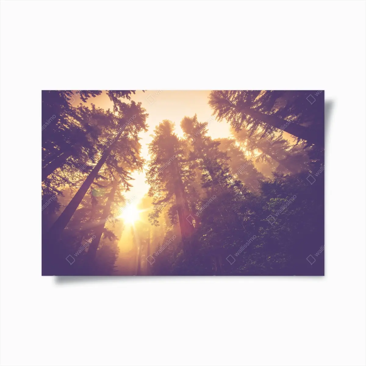 Poster nebeliger mamutbaumwald im goldenen vintagelicht – Pixers®