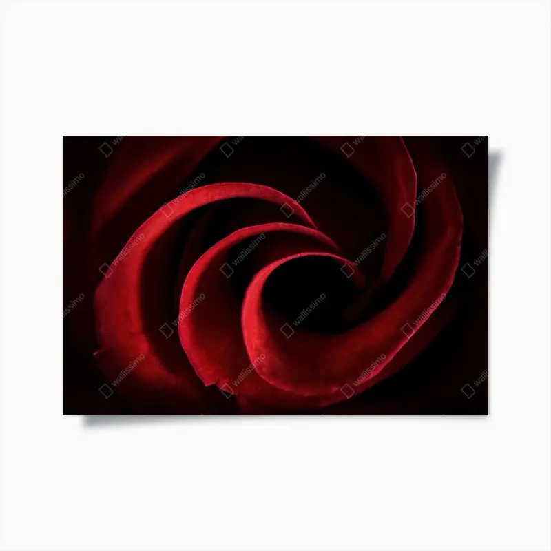 Poster spirale aus tiefroten rosenblättern
