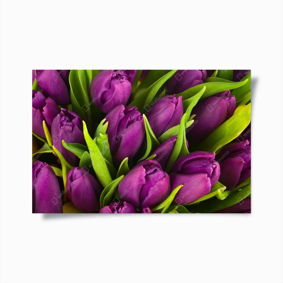 Poster lila tulpen im bukett – Pixers®