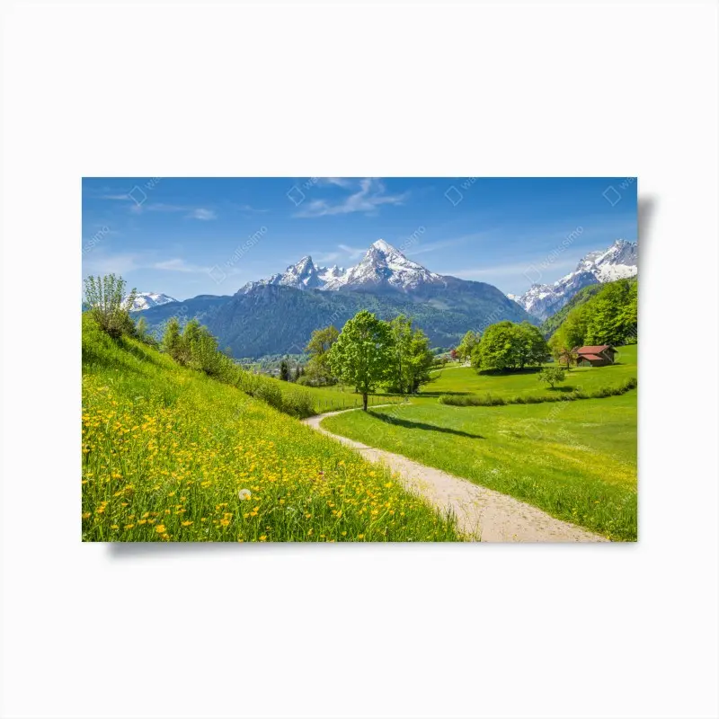 Poster alpine frühlingswiese mit schneebedeckten gipfeln