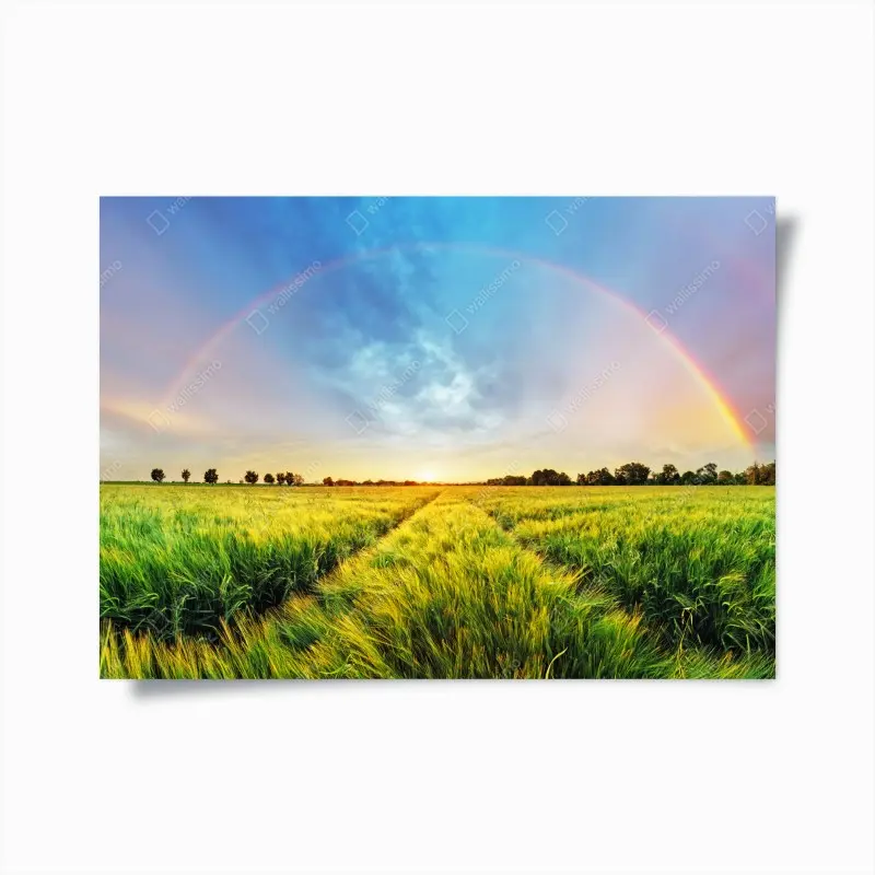 Poster regenbogen über goldenem weizenfeld bei sonnenuntergang