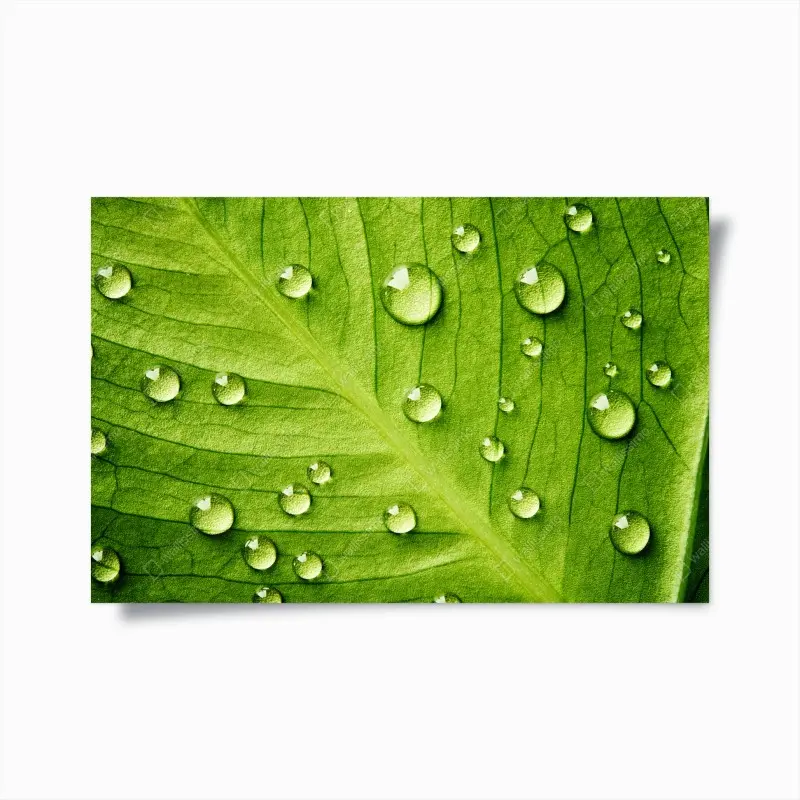 Poster frisches grünes blatt mit wassertropfen