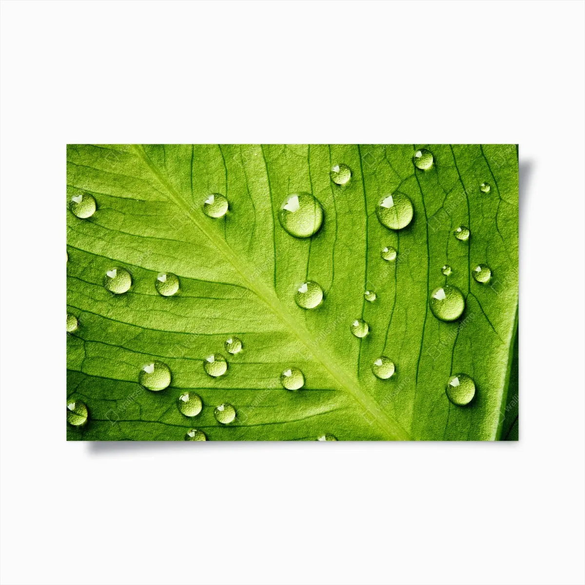 Poster frisches grünes blatt mit wassertropfen – Pixers®