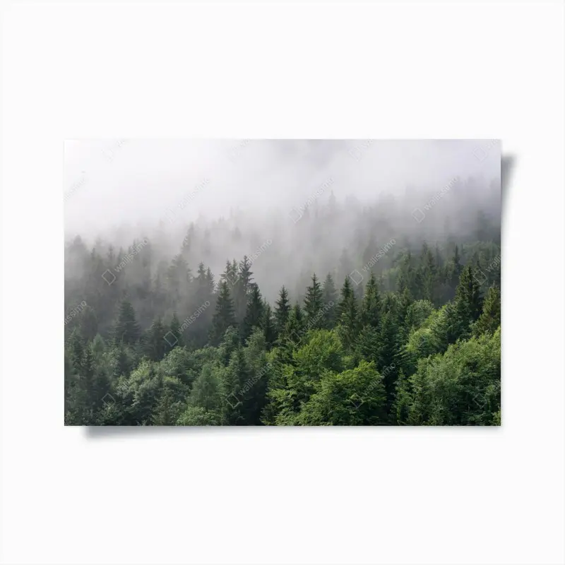 Poster nebliger immergrüner wald panorama