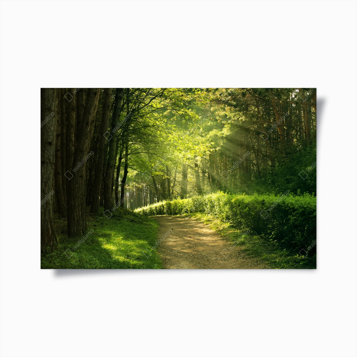 Poster sonnenbeschienener waldpfad im grünen – Pixers®