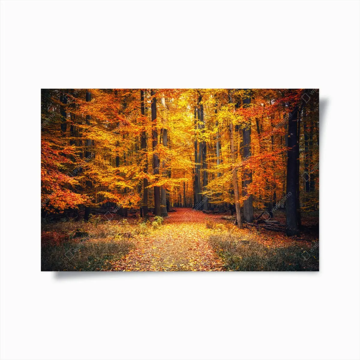 Poster herbstlicher waldpfad mit goldenen blättern – Pixers®