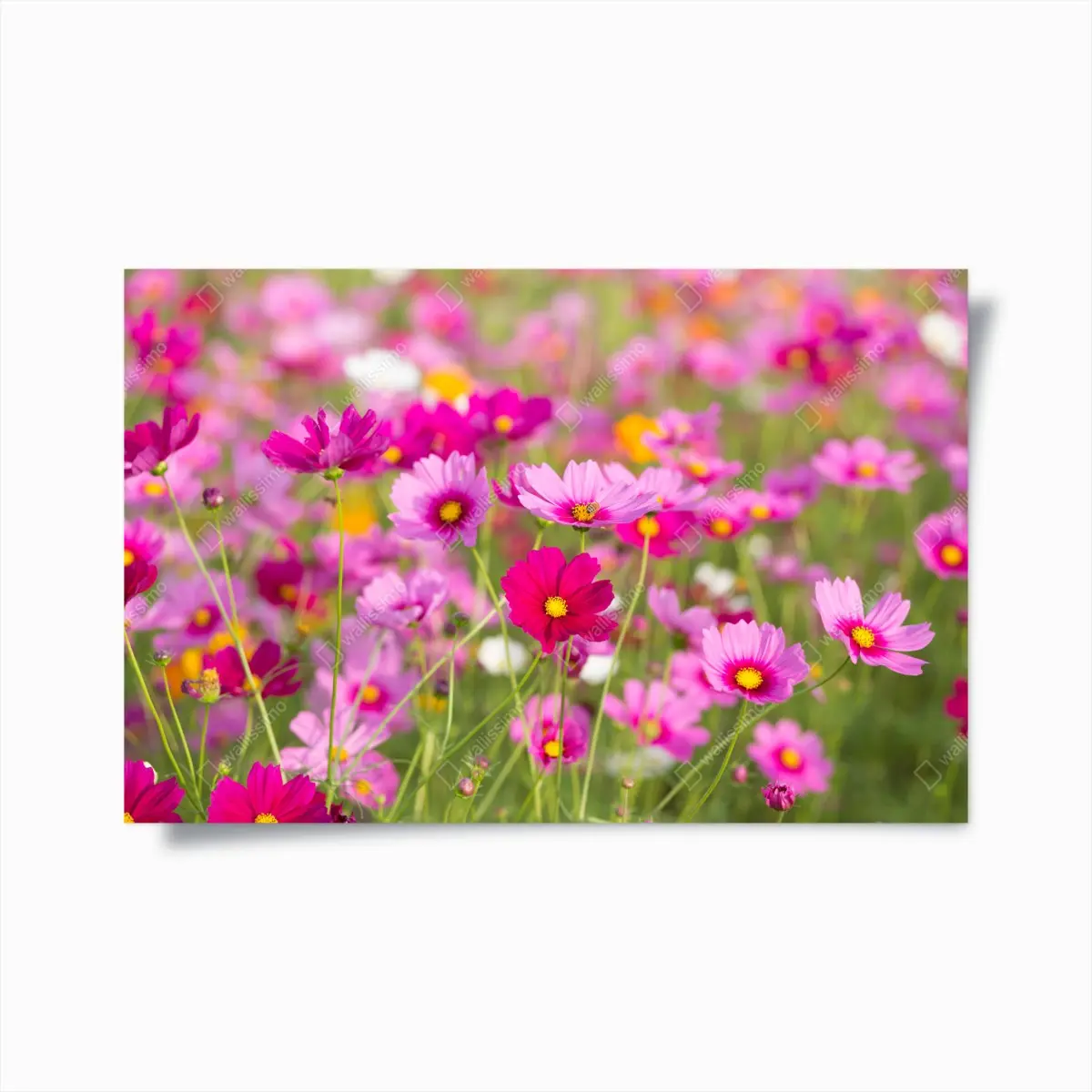 Poster rosa kosmeenwiese in blüte – Pixers®