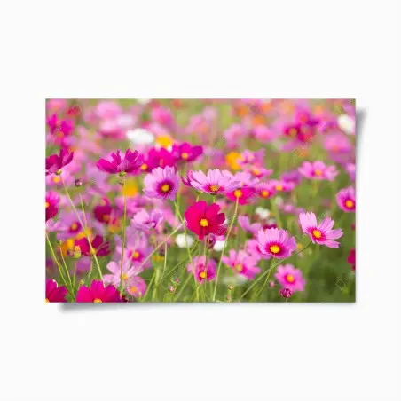 Poster rosa kosmeenwiese in blüte – Pixers®
