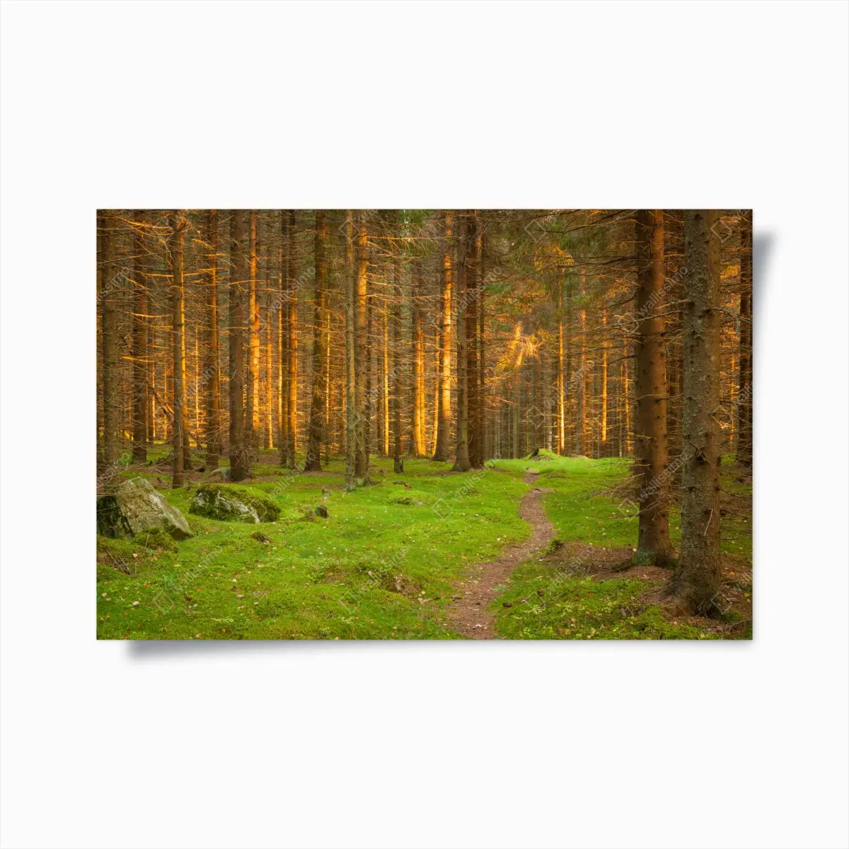Poster goldenes licht im moosbedeckten kiefernwald – Pixers®