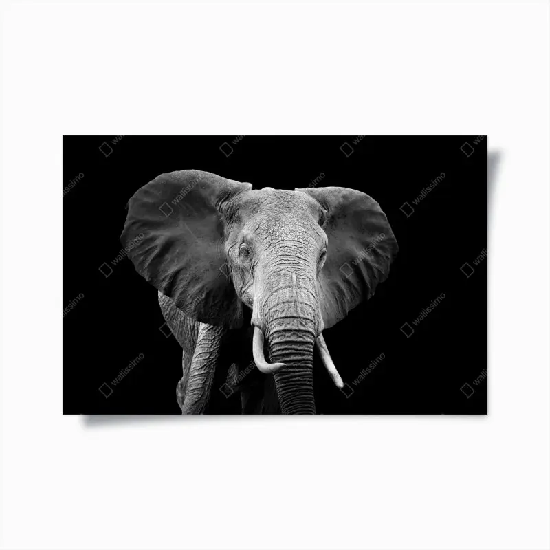 Poster majestätisches elefantenporträt in monochrom