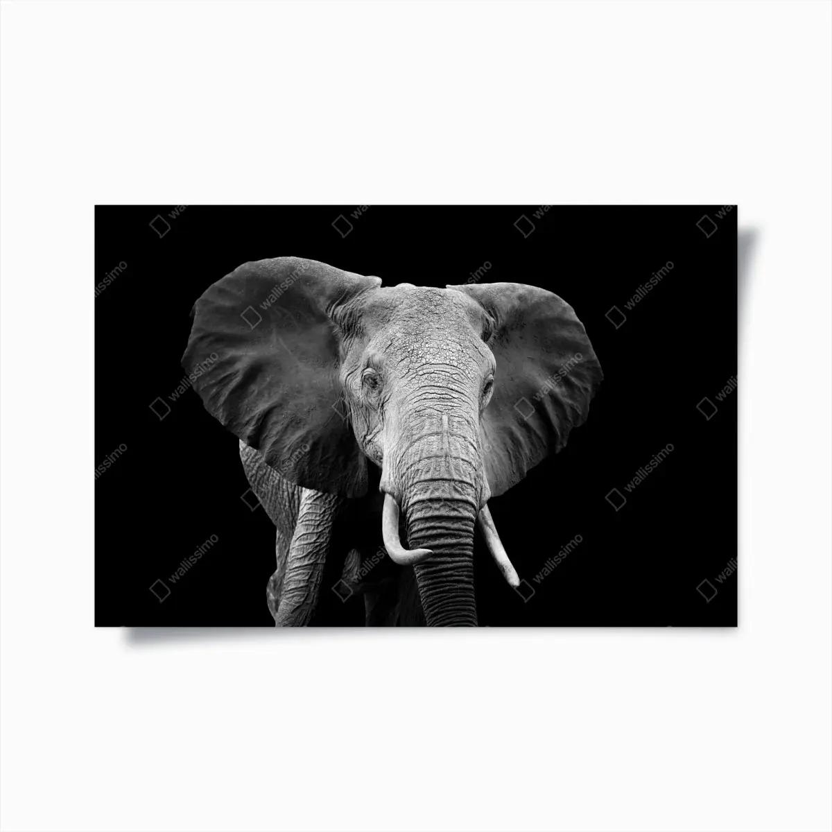 Poster majestätisches elefantenporträt in monochrom – Pixers®
