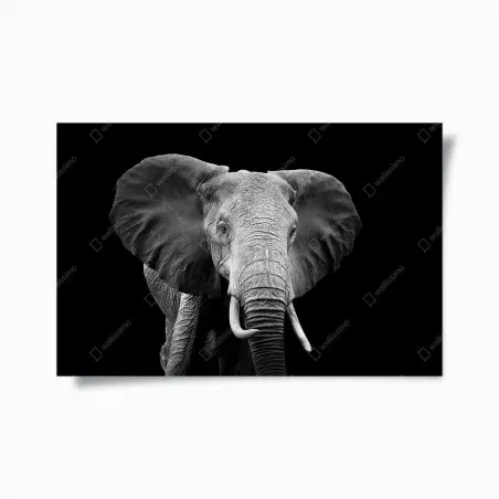 Poster majestätisches elefantenporträt in monochrom – Pixers®