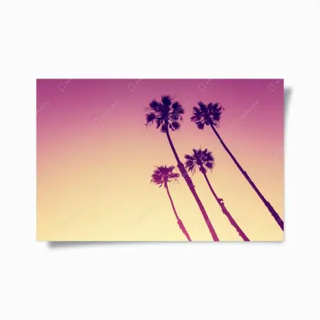 Poster kalifornische palmen bei Sunset Cliffs – Pixers®