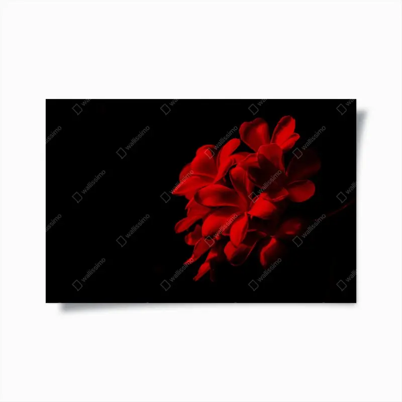 Poster rote plumeria auf schwarzem hintergrund
