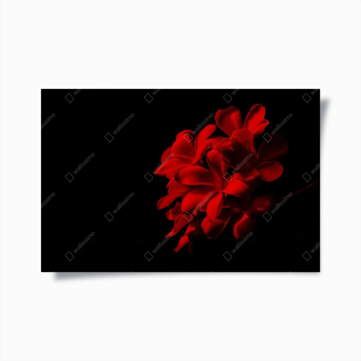 Poster rote plumeria auf schwarzem hintergrund – Pixers®