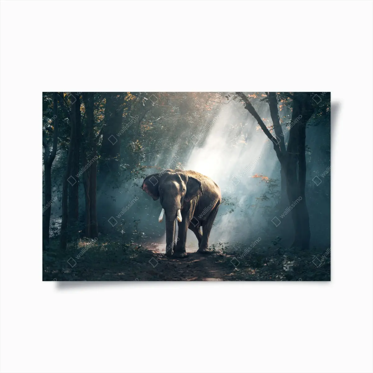 Poster majestätischer elefant im sonnenlichtdurchfluteten wald – Pixers®
