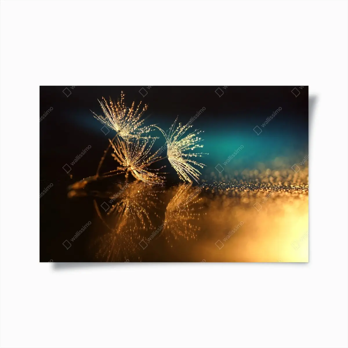 Poster goldene reflexion von löwenzahnsamen – Pixers®