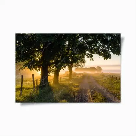 Poster sonnenbeschienener landweg im morgendunst – Pixers®