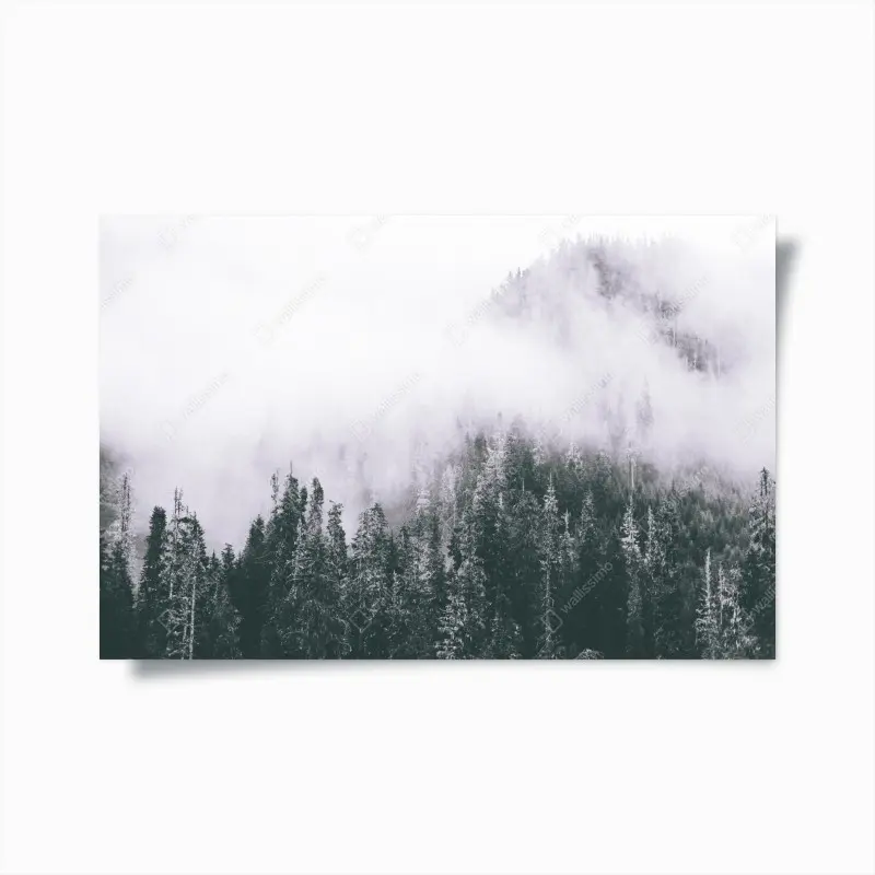 Poster nebliger immergrüner wald