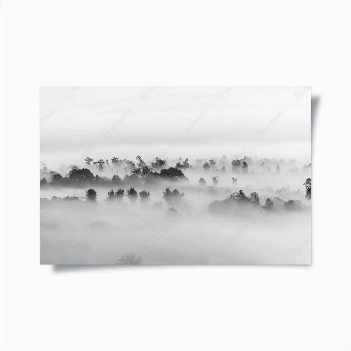 Poster nebliger wald in monochrom – Pixers®