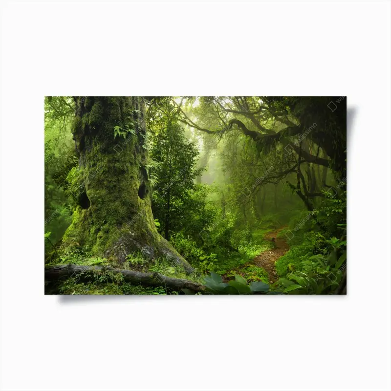 Poster moosiger alter waldpfad