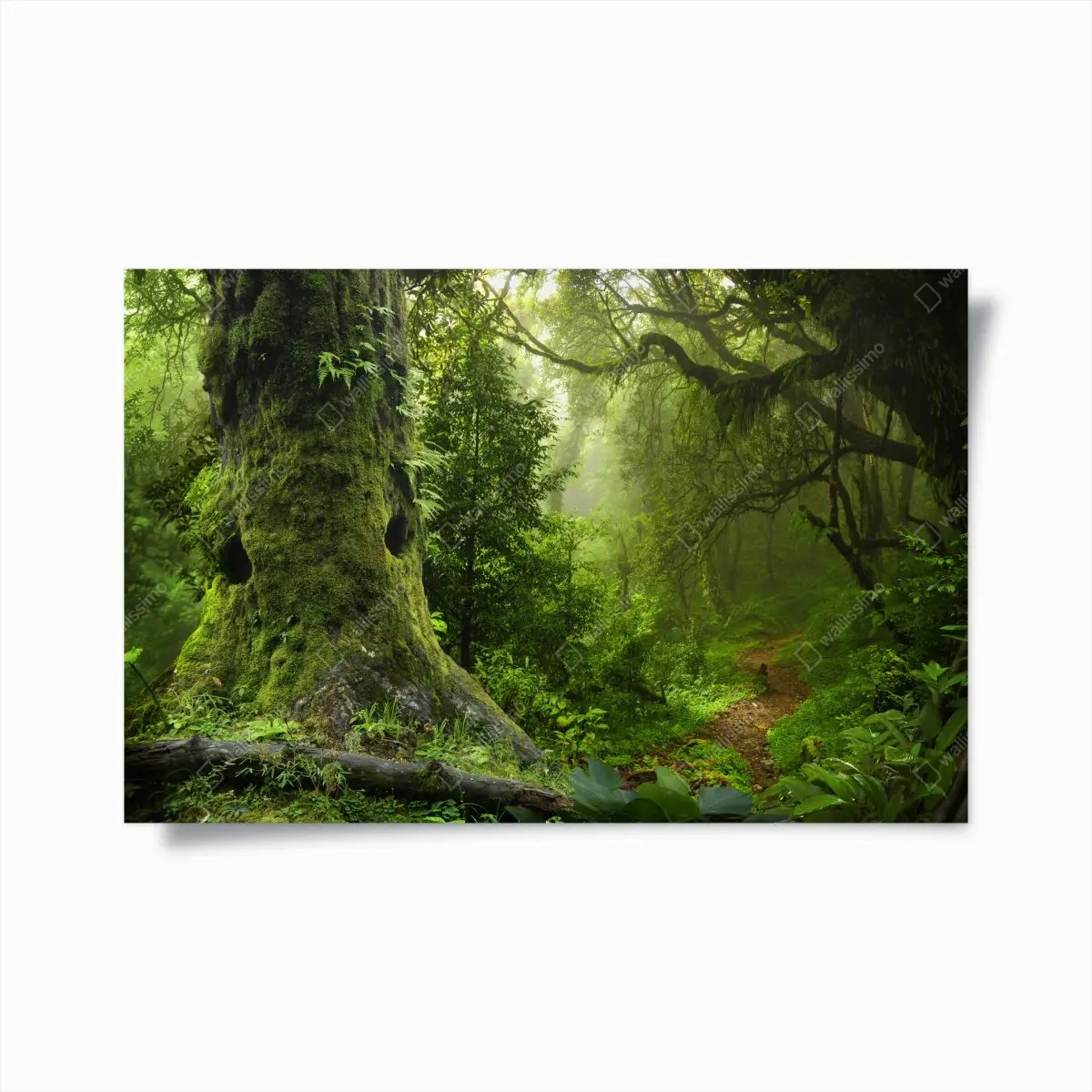 Poster moosiger alter waldpfad – Pixers®