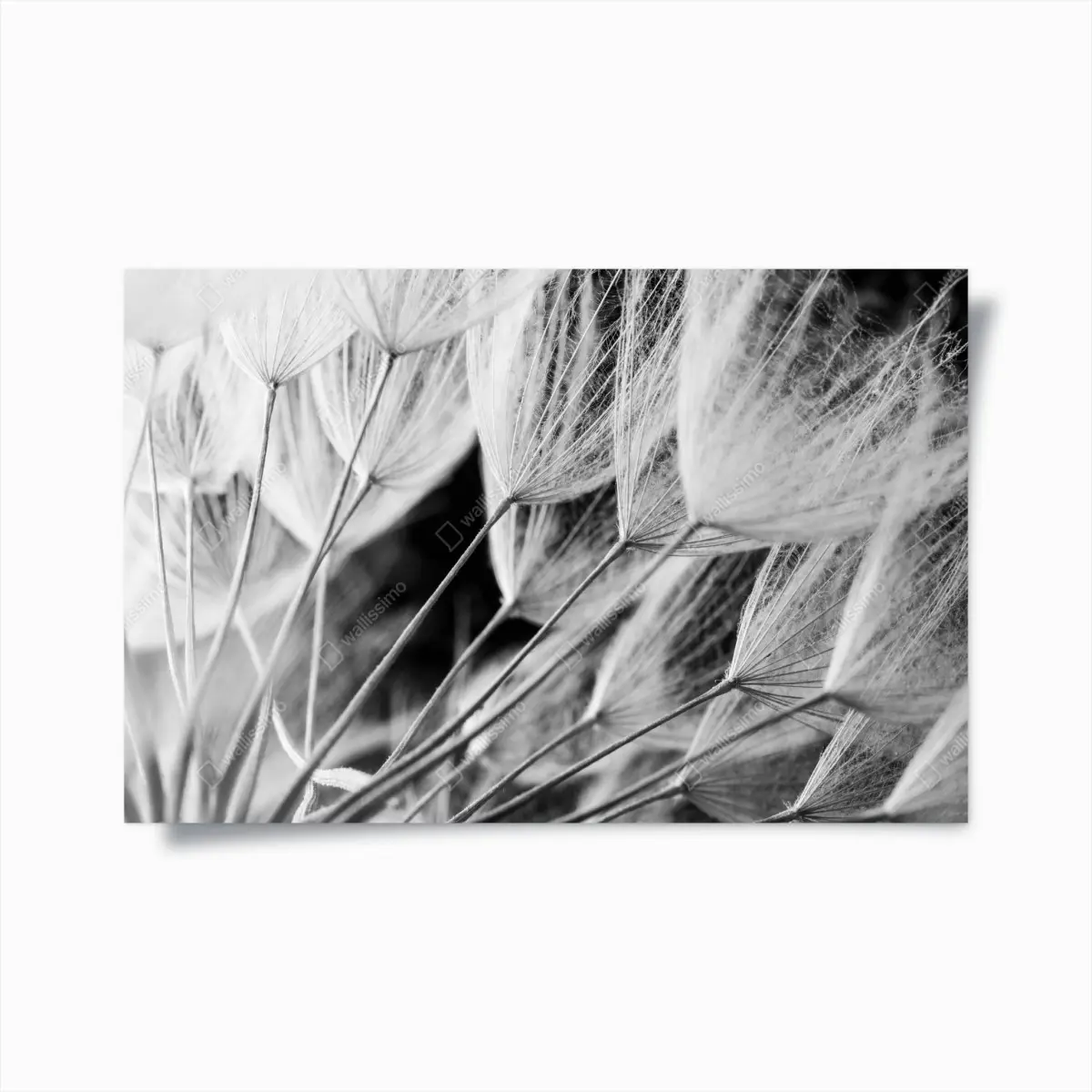 Poster zarte nahaufnahme von löwenzahnsamen in monochrom – Pixers®