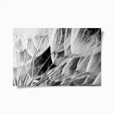 Poster zarte nahaufnahme von löwenzahnsamen in monochrom – Pixers®