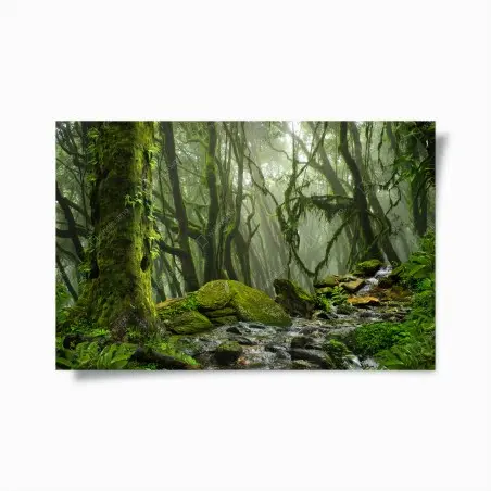 Poster moosiger wald mit bach im nebel – Pixers®