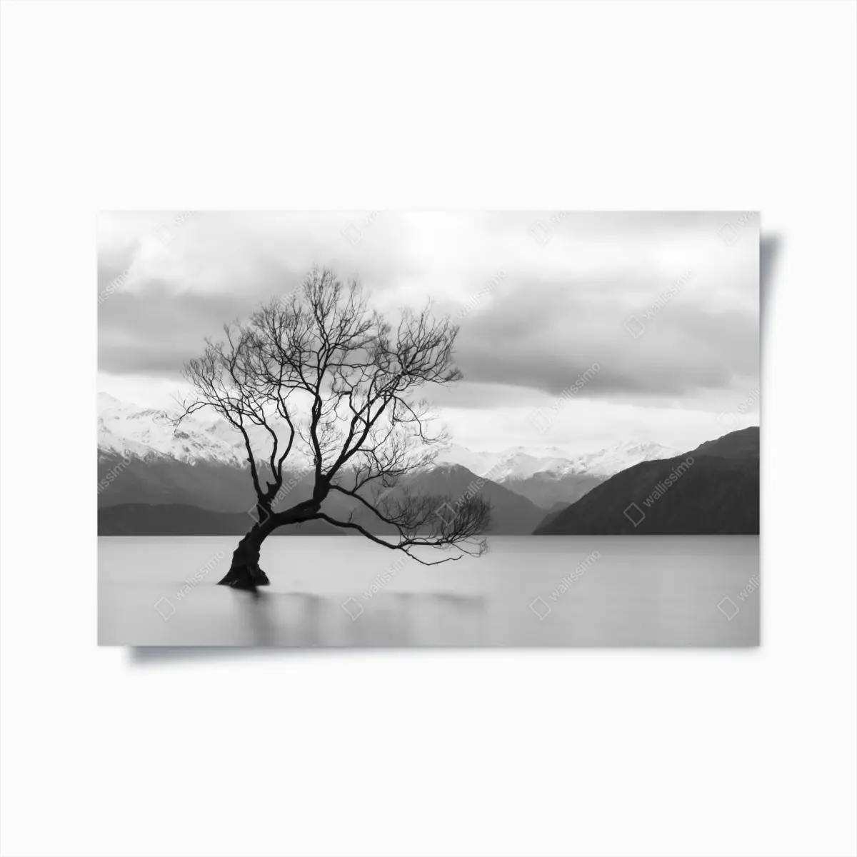 Poster einsamer baum im see in schwarzweiß – Pixers®