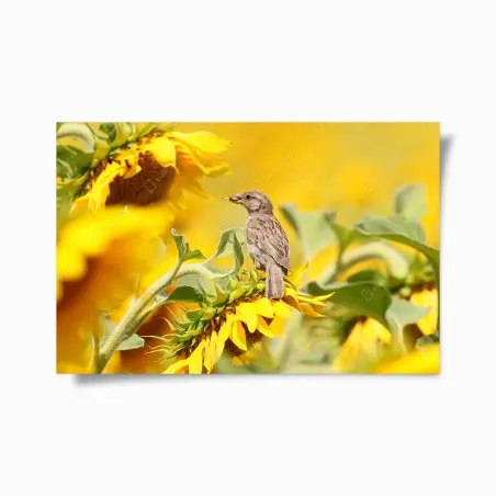 Poster spatz auf einer sonnenblume – Pixers®