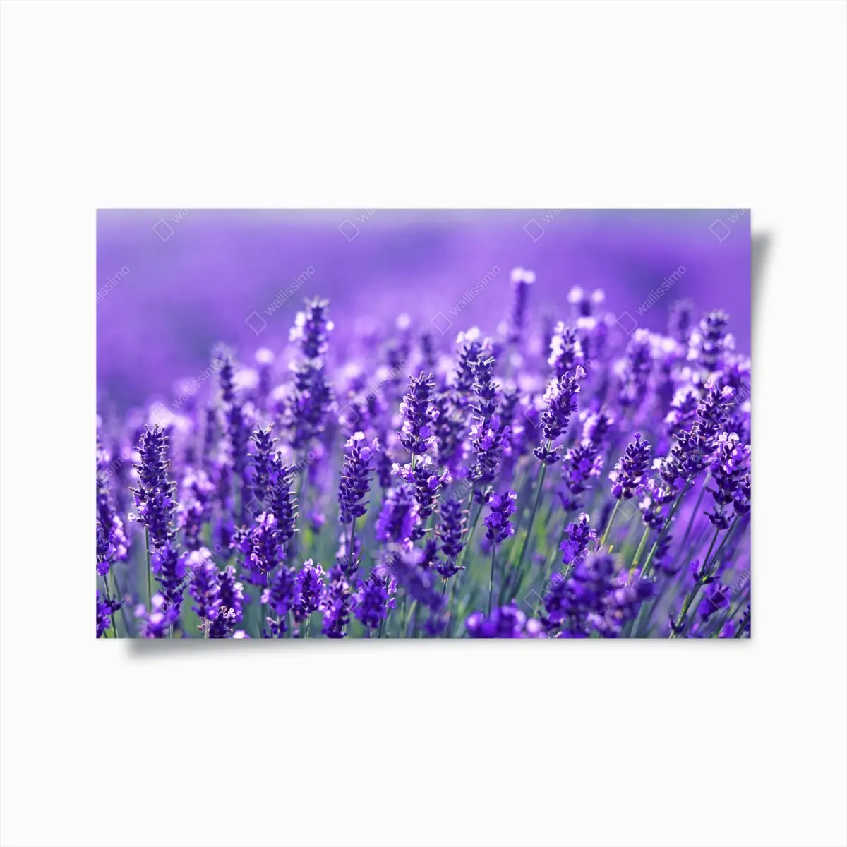 Poster lavendelfeld nahaufnahme – Pixers®