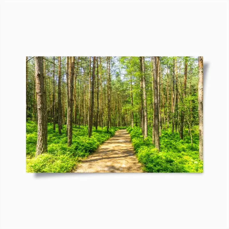 Poster sonniger waldweg zwischen kiefern