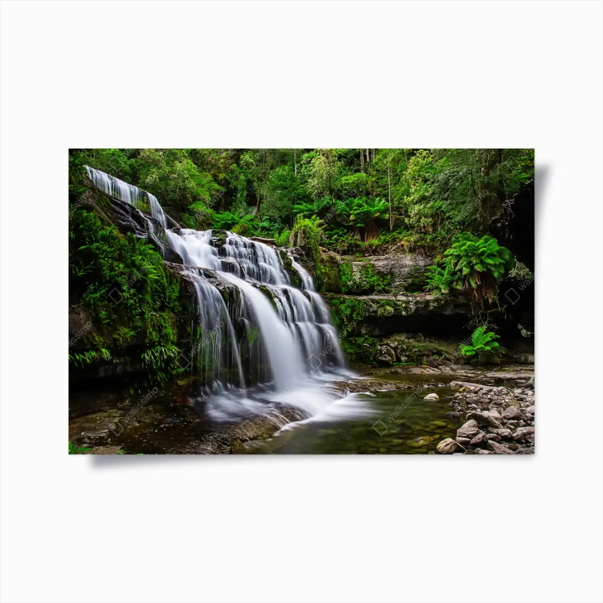 Poster wasserfall Liffey Falls im üppigen Regenwald von Tasmanien – Pixers®
