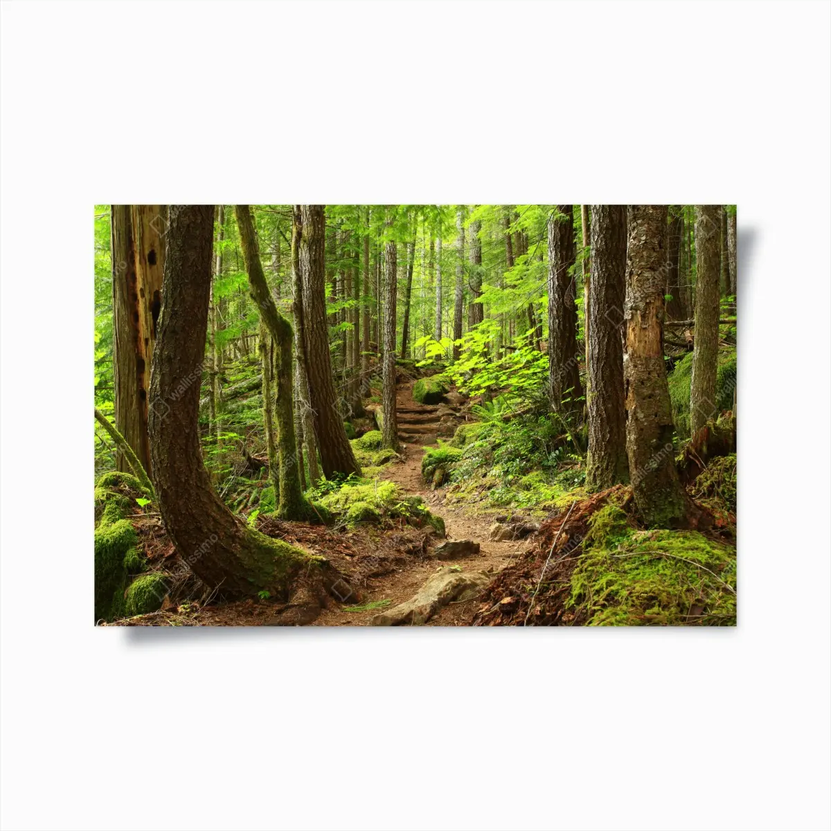 Poster moosiger waldpfad – Pixers®
