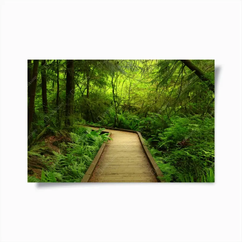 Poster ruhiger grüner waldsteg