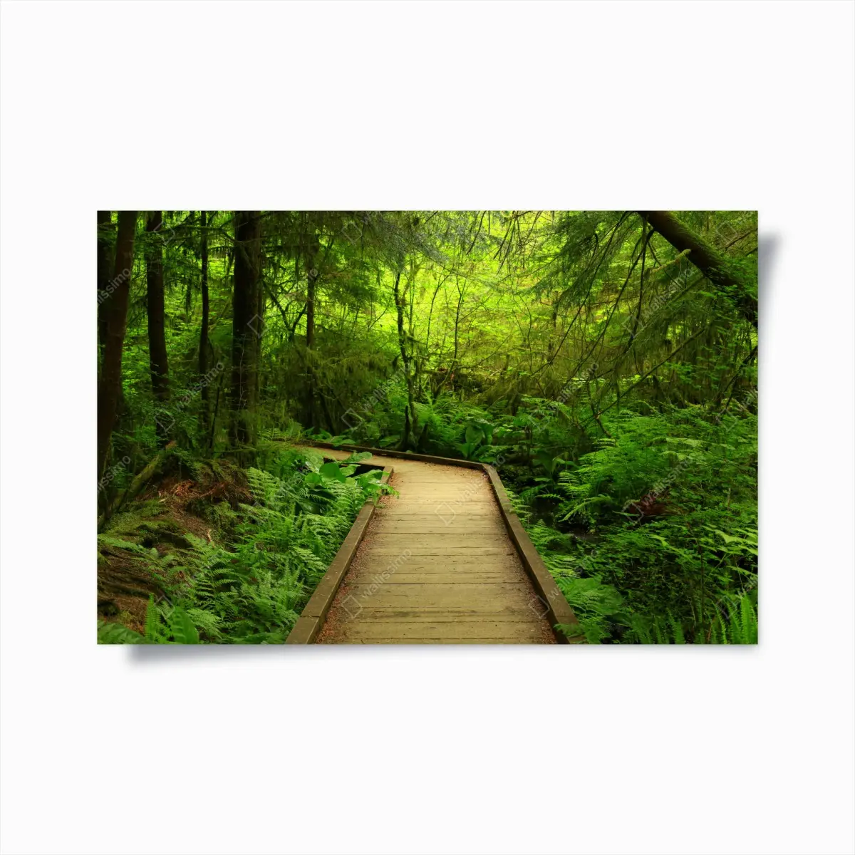 Poster ruhiger grüner waldsteg – Pixers®