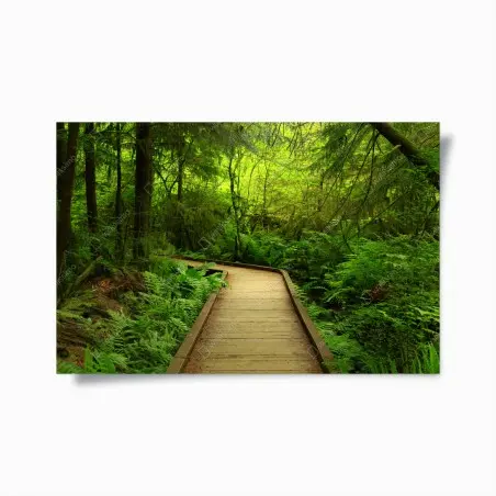 Poster ruhiger grüner waldsteg – Pixers®